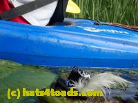 /home//u458753944/public_html/sourcegallery//Frogs/More bullfrogs/P8180194.JPG